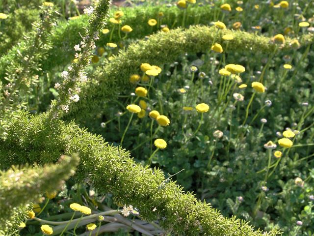 Hardy Indigenous plants Asparagus densiflorus Mazeppa in flower